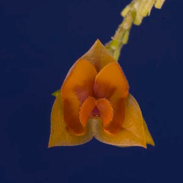 Lepanthes olmosii